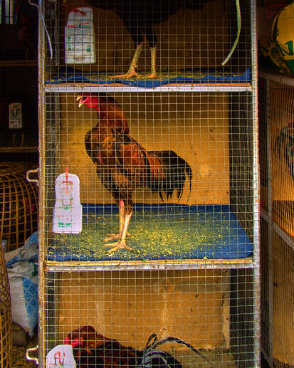 Morning Rooster Morning Rooster